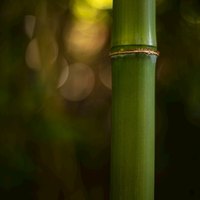 熊子