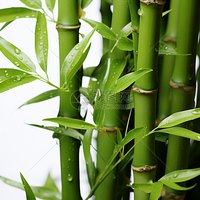 邵勇