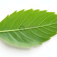 夏辉
