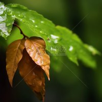 顾文