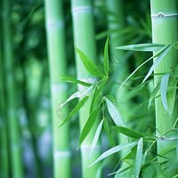 老海上的日常
