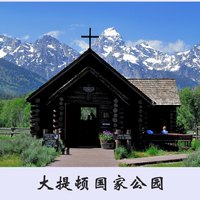 老树-12