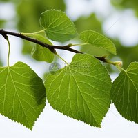 魏洋