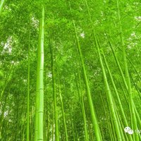 段艳