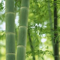 云间酱