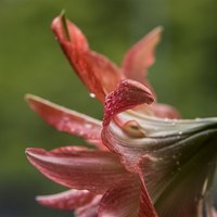 竹林