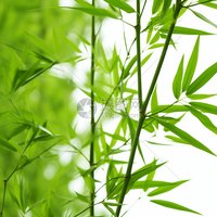 大薄荷在路上