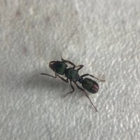 吴思