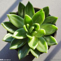 邓磊