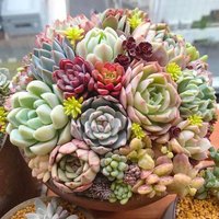 龙磊