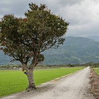 阿奶白有点困