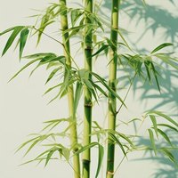 吴子轩