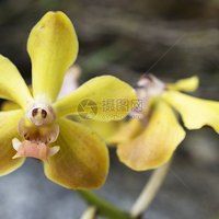 阿奶白想睡觉