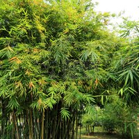 阿西窗哦